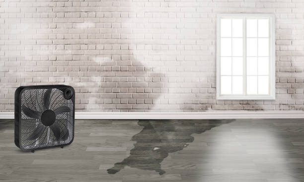 Best Carpet water damage restoration  in Bonney Lake, WA