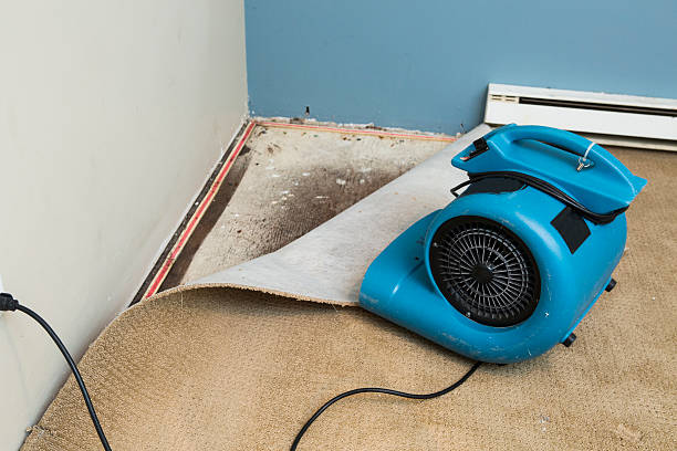 Best Carpet water damage restoration  in Bonney Lake, WA